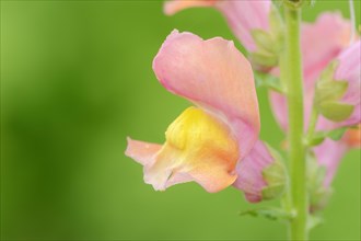 Common snapdragon (Antirrhinum majus), flower, ornamental plant, North Rhine-Westphalia, Germany,