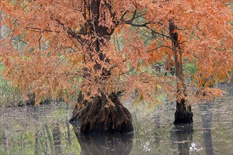 Bald cypress (Taxodium distichum) in autumn, North Rhine-Westphalia, Germany, Europe