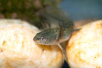 Newt (Caudata), larva on stony bottom, underwater photo in clear water, Germany, Europe