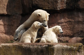 Polar bear mother with two young polar bears, Ursus maritimus, Nuremberg Zoo, Am Tiergarten 30,