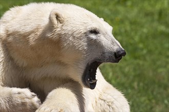 Polar bear (Ursus maritimus Nuremberg Zoo, Middle Franconia, Bavaria, Germany, Europe