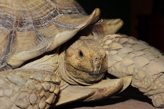 African spurred tortoise (Centrochelys sulcata), male, captive, occurrence in Africa