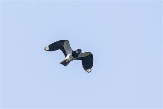 Northern lapwing (Vanellus vanellus), flying, Emsland, Lower Saxony, Germany, Europe