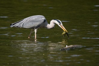 A grey heron (Ardea cinerea) bends over in the water with a frog in its beak, Hesse, Germany,