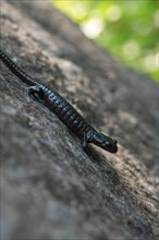 Alpine salamander (Salamandra atra), running on stone, Hohenschwangau, Allgaeu, Bavaria