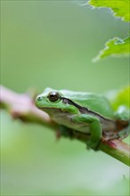 European tree frog (Hyla arborea), sitting on blackberry (Rubus), Velbert, North Rhine-Westphalia,
