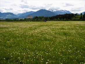 Meadow with dandelion, Trautenfels Castle, Enns Valley, Upper Styria, Styria, Austria, Europe