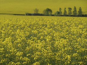 Large field full of yellow rape flowers, with a row of trees in the background. Calm and peaceful