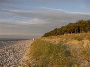 A quiet beach with sand and marram grass, next to it a forest in the evening light, lonely beach by