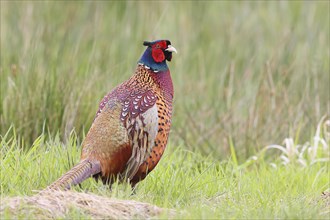 Pheasant, hunting pheasant (Phasianus colchicus), adult male bird in a meadow, wildlife, Lembruch,