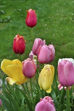 Colourful tulips (Tulipa), Allgaeu, Swabia, Bavaria, Germany, Europe