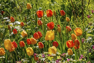 Colourful yellow and red tulips blooming in a vibrant spring garden, blooming tulips in the garden,