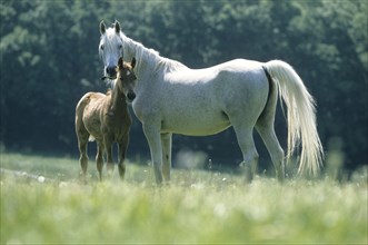 Arabian, horse, mare with foal