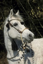 Arabian, Horse, Stallion, Portrait