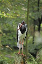 Black stork (Ciconia nigra), Captive