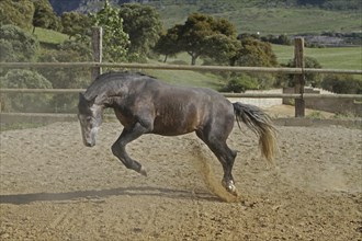 Andalusian, Andalusian horse, Antequera, Andalusia, Spain, Europe