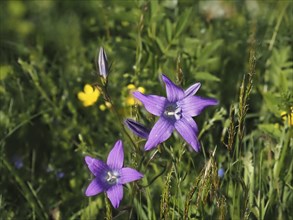 Spreading bellflower (Campanula patula), near Irdning, Ennstal, Styria, Austria, Europe