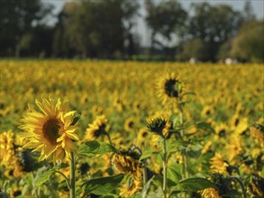 Rural sunflower field full of blooming sunflowers under a clear sky, blooming yellow sunflowers in
