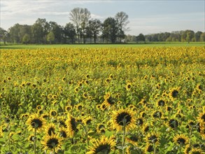 A wide field full of blooming sunflowers, interspersed with trees, under a blue sky, blooming