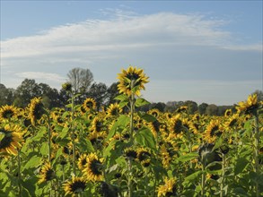 Field of sunflowers under a clear blue sky with scattered clouds and green trees in the background,