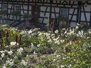 Flowery garden in front of a traditional half-timbered house in the daylight of summer with white