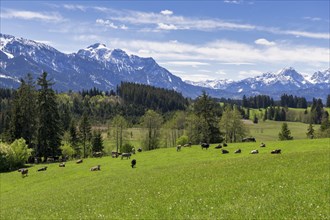 Herd of cows in a meadow near Fuessen, Allgaeu Alps, snow, forest, Ostallgaeu, near Buching,