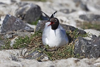 Breeding Black-headed Black-headed Gull (Larus ridibundus) also on the nest, North Sea coast,