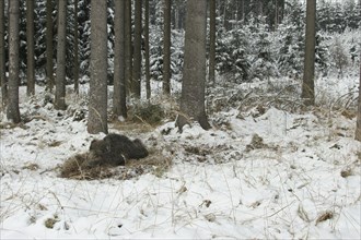Wild boar (Sus scrofa) boar in the snow, lying in its camp in the spruce forest (Picea) Allgaeu,