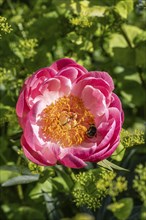 Large earth bumblebee (Bombus terrestris) in peony flower, Emsland, Lower Saxony, Germany, Europe