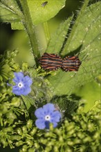 Italian striped bugs (Graphosoma lineatum), mating, Emsland, Lower Saxony, Germany, Europe