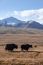 Glaciated and snow-covered mountains, yaks on the plateau in autumnal mountain landscape with