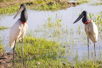 Jabiru (Jabiru mycteria) Pantanal Brazil