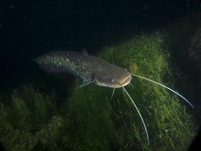 A catfish, Waller (Silurus glanis) swims over the bottom of a clear body of water with green plants