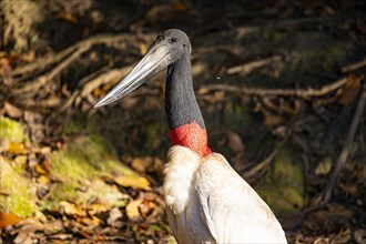 Jabiru (Jabiru mycteria) Pantanal Brazil