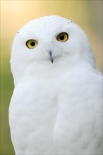 Snowy owl (Bubo scandiacus, Nyctea scandiaca), male, portrait, captive, North Rhine-Westphalia,
