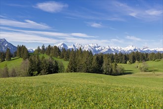 Mountain landscape, spring meadow near Fuessen, Allgaeu Alps, snow, forest, East Allgaeu, Allgaeu,