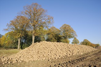 Harvested sugar beet (Beta vulgaris ssp. vulgaris var. altissima), sugar beet harvest,