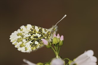 Orange tip (Anthocharis cardamines) on cuckoo flower (Cardamine pratensis), North Rhine-Westphalia,