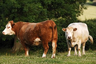 Two cows in a meadow, one brown and one white, Netherseal, South Derbyshire, England, Great Britain