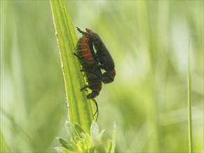 Insects mating, near Bad Mitterndorf, Styria, Austria, Europe