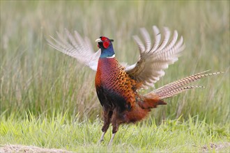 Pheasant, hunting pheasant (Phasianus colchicus), adult male bird flapping its wings in a meadow,