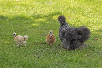 Silkie hen with chicks, Wittorf, Samtgemeinde Bardowick, Lower Saxony, Germany, Europe