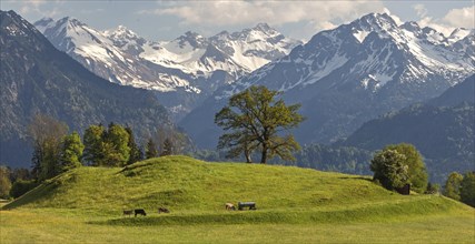 Group of trees with cattle in spring, snow-covered mountains of the Allgaeu Alps in the background,