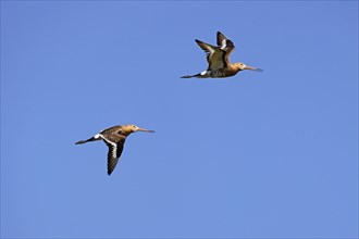 Two black-tailed godwits (Limosa limosa) in flight, North Sea coast, Dithmarschen,