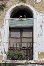 Old window of an abandoned building with weeds growing and some pigeons perched on it