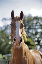 Hanoverian, Portrait