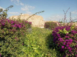Purple flowering plants amidst green vegetation in front of an old stone wall and blue sky, Purple