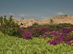 Blooming purple plants surrounded by green in front of ancient ruins in bright weather, Purple