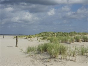 Beach with grassy dunes and a wooden post under a cloudy sky, lonely beach with dune grass in the