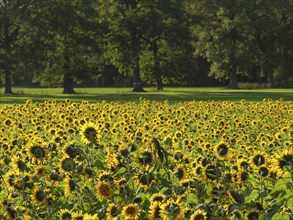 Sunflower field with lush trees in the background in sunny weather, blooming yellow sunflowers in a